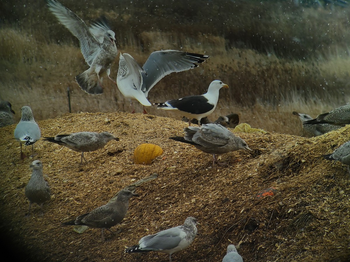 racek mořský - ML645950462