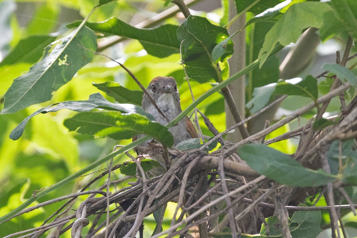 Rio Orinoco Spinetail - ML645950463