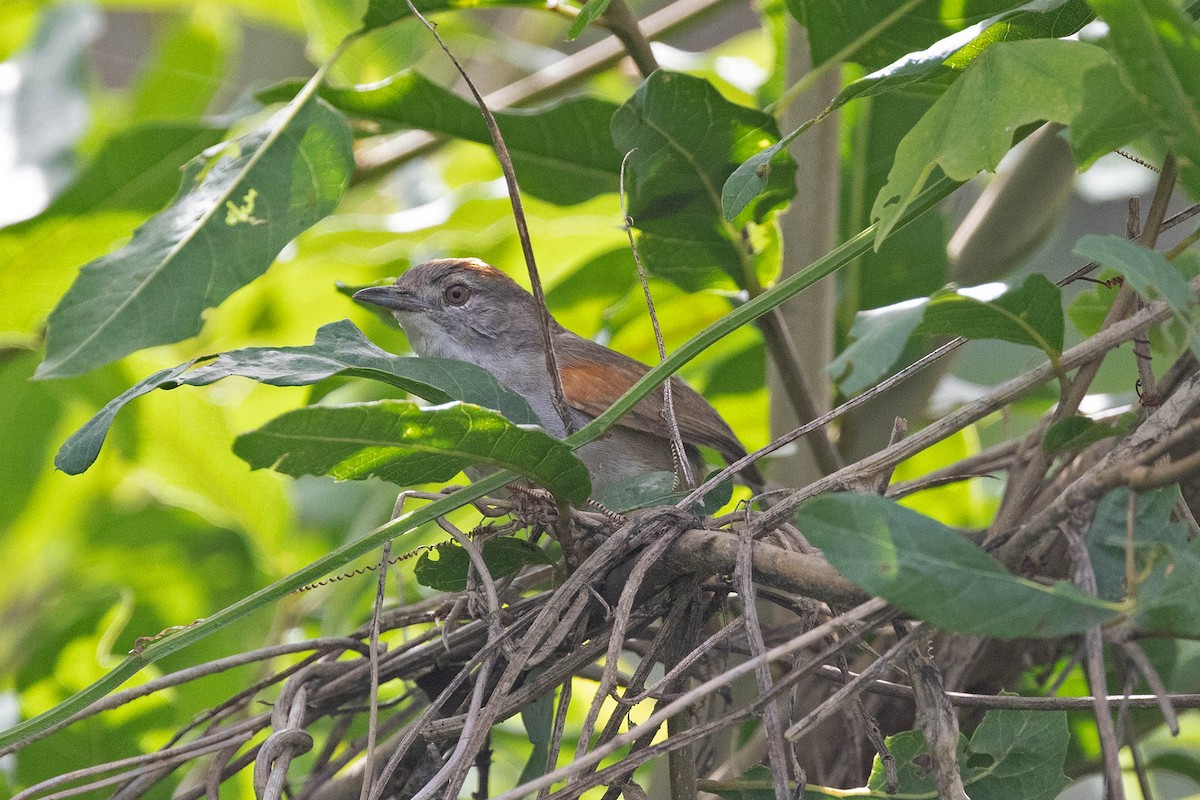 Rio Orinoco Spinetail - ML645950471