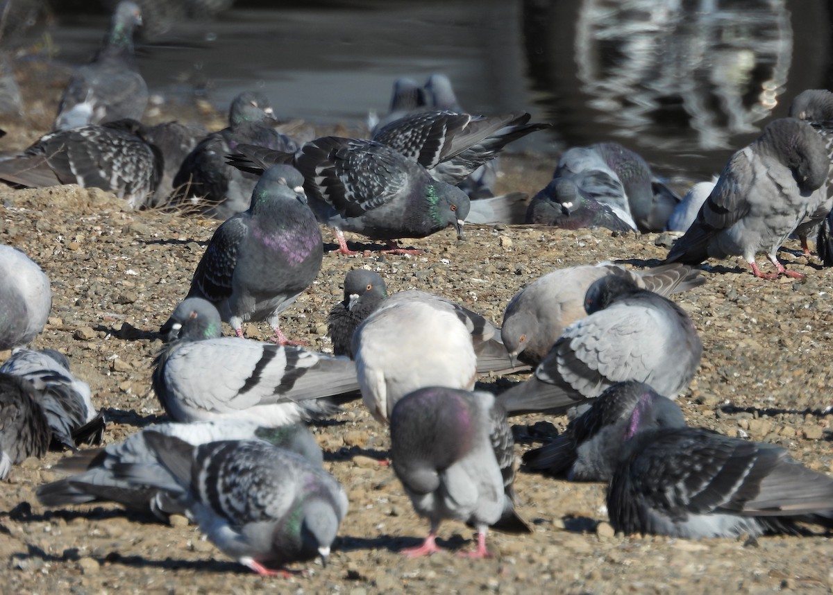 Rock Pigeon (Feral Pigeon) - ML645950472