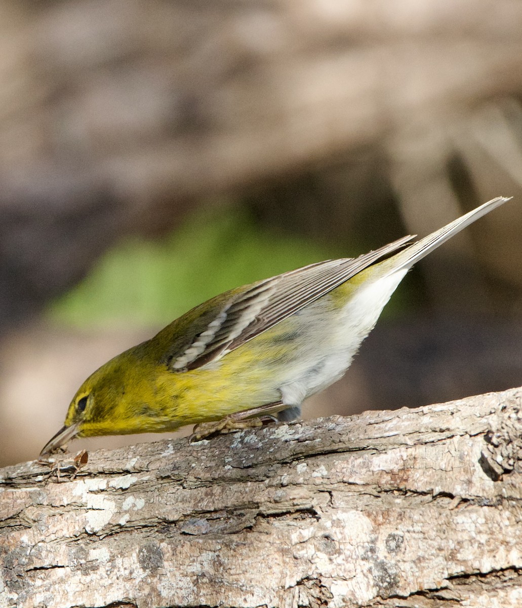 Pine Warbler - ML645950473