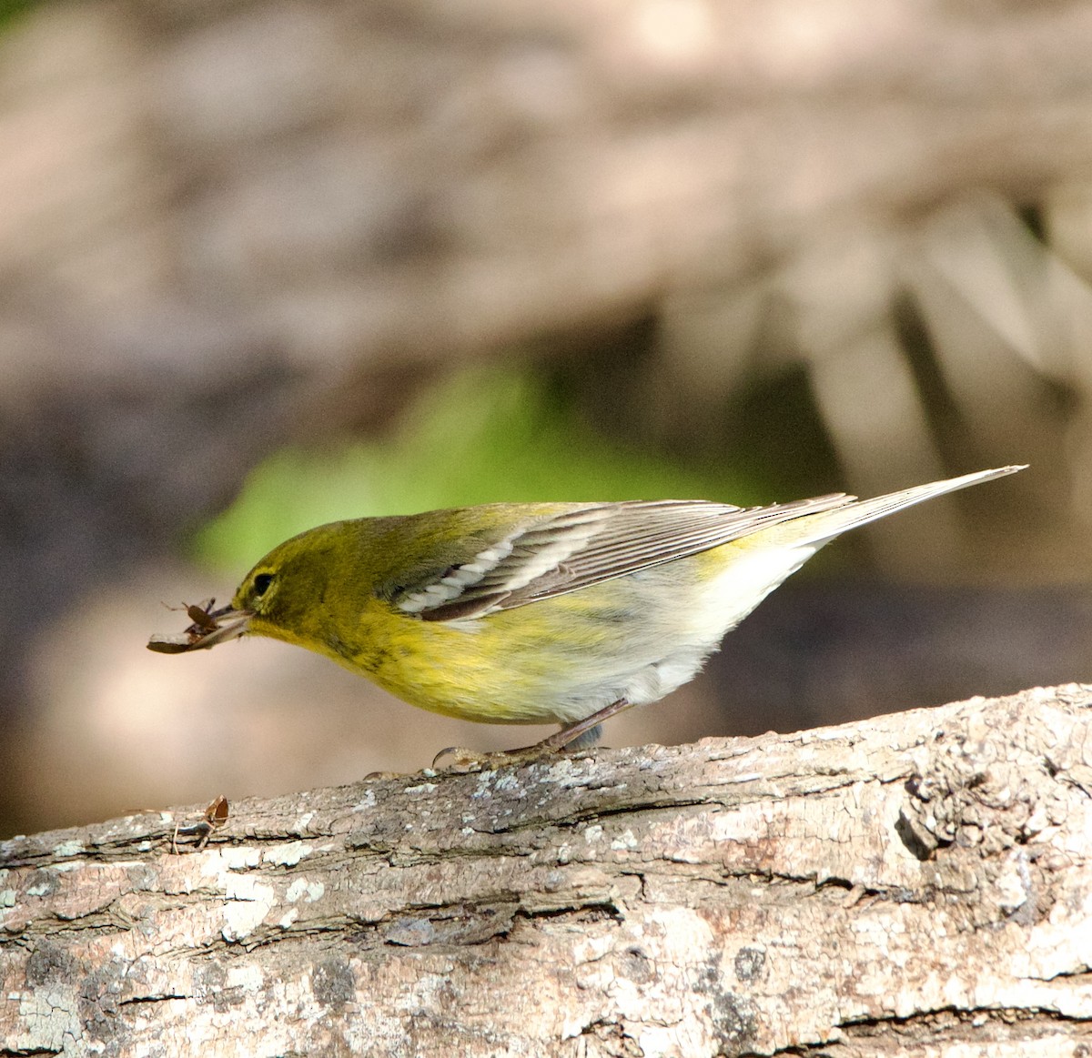 Pine Warbler - ML645950474