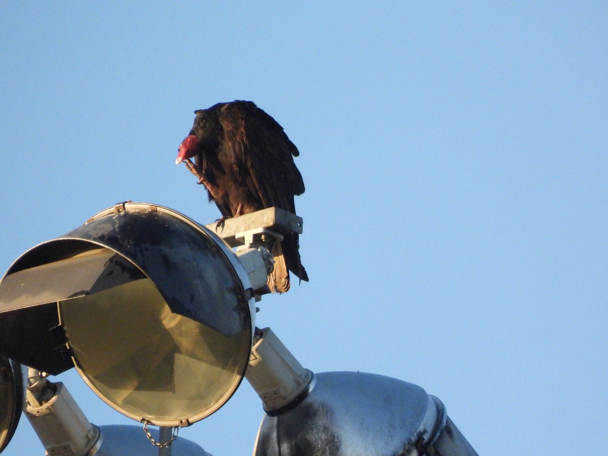 Turkey Vulture - ML645950475