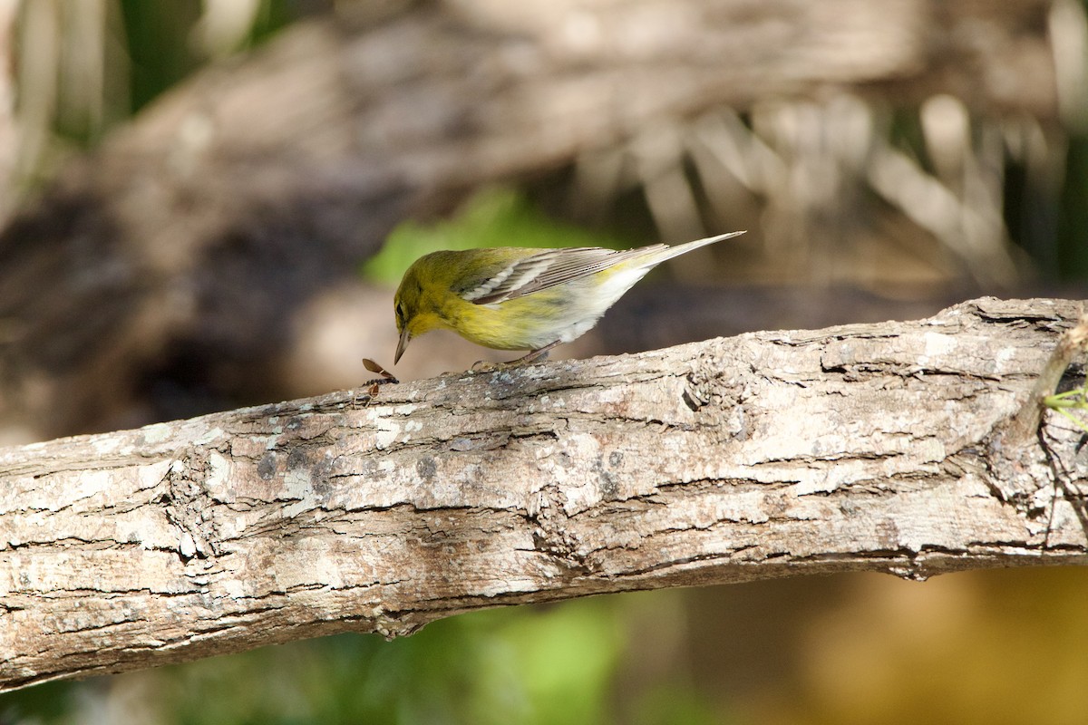 Pine Warbler - ML645950476