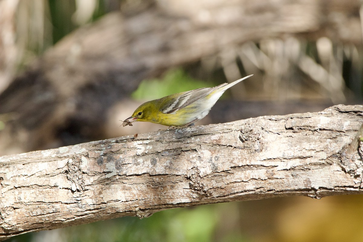 Pine Warbler - ML645950477