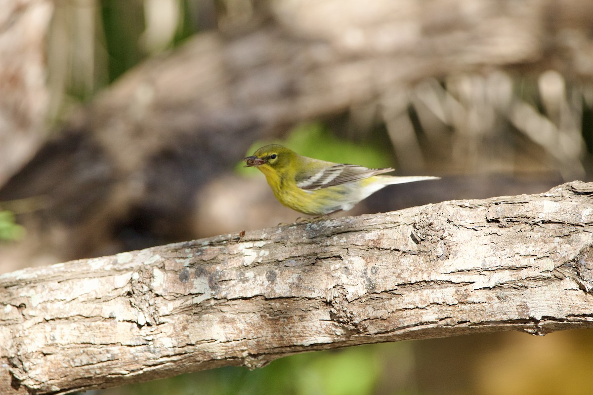 Pine Warbler - ML645950478