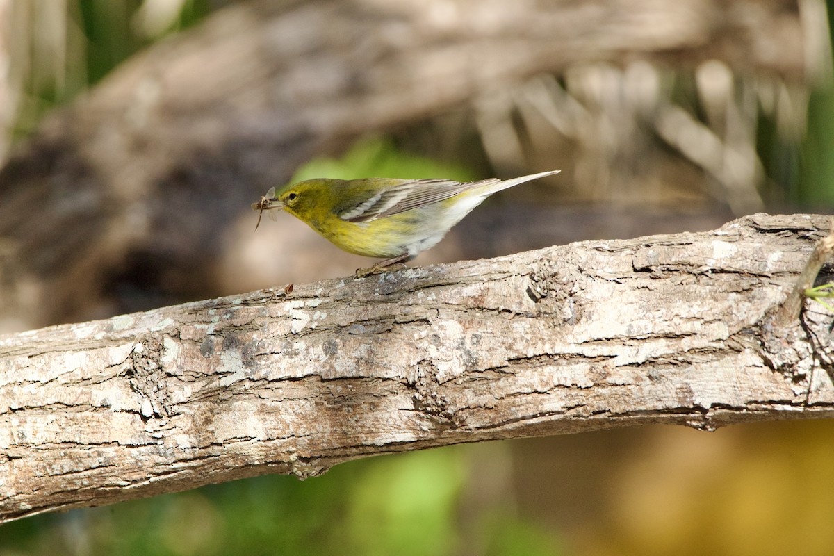 Pine Warbler - ML645950479