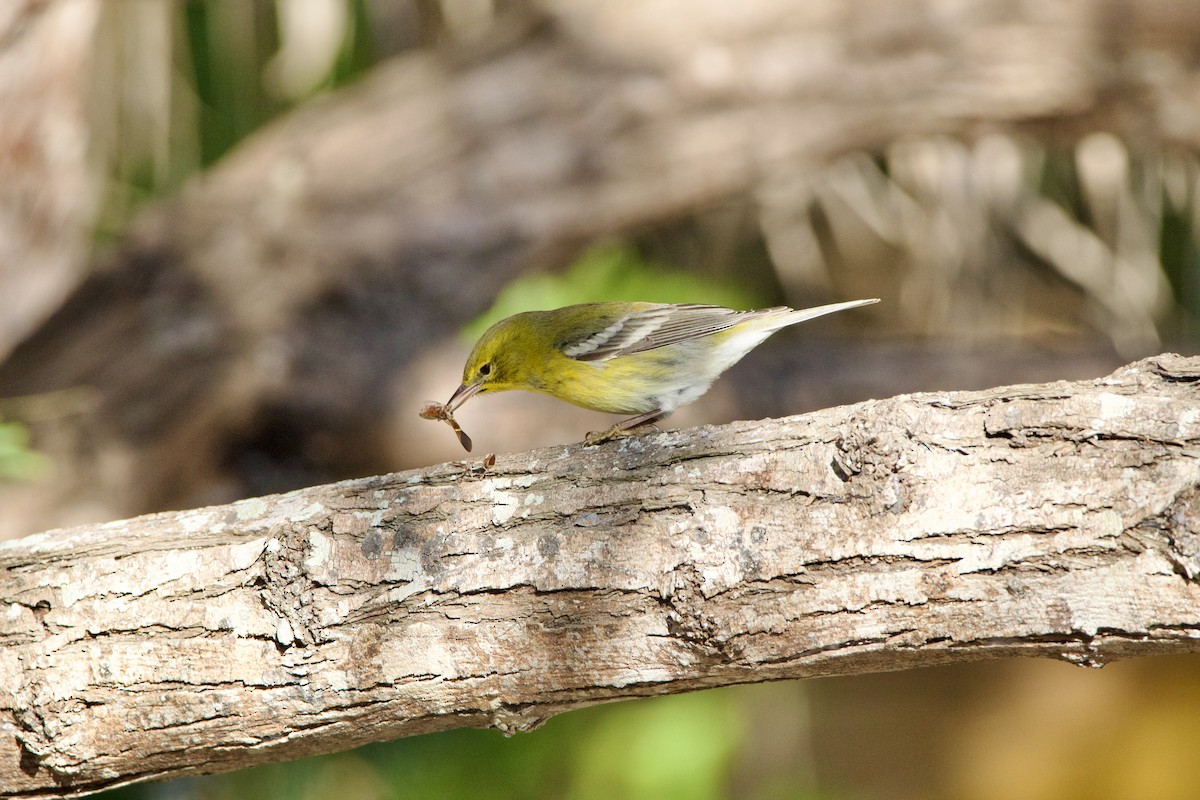 Pine Warbler - ML645950480