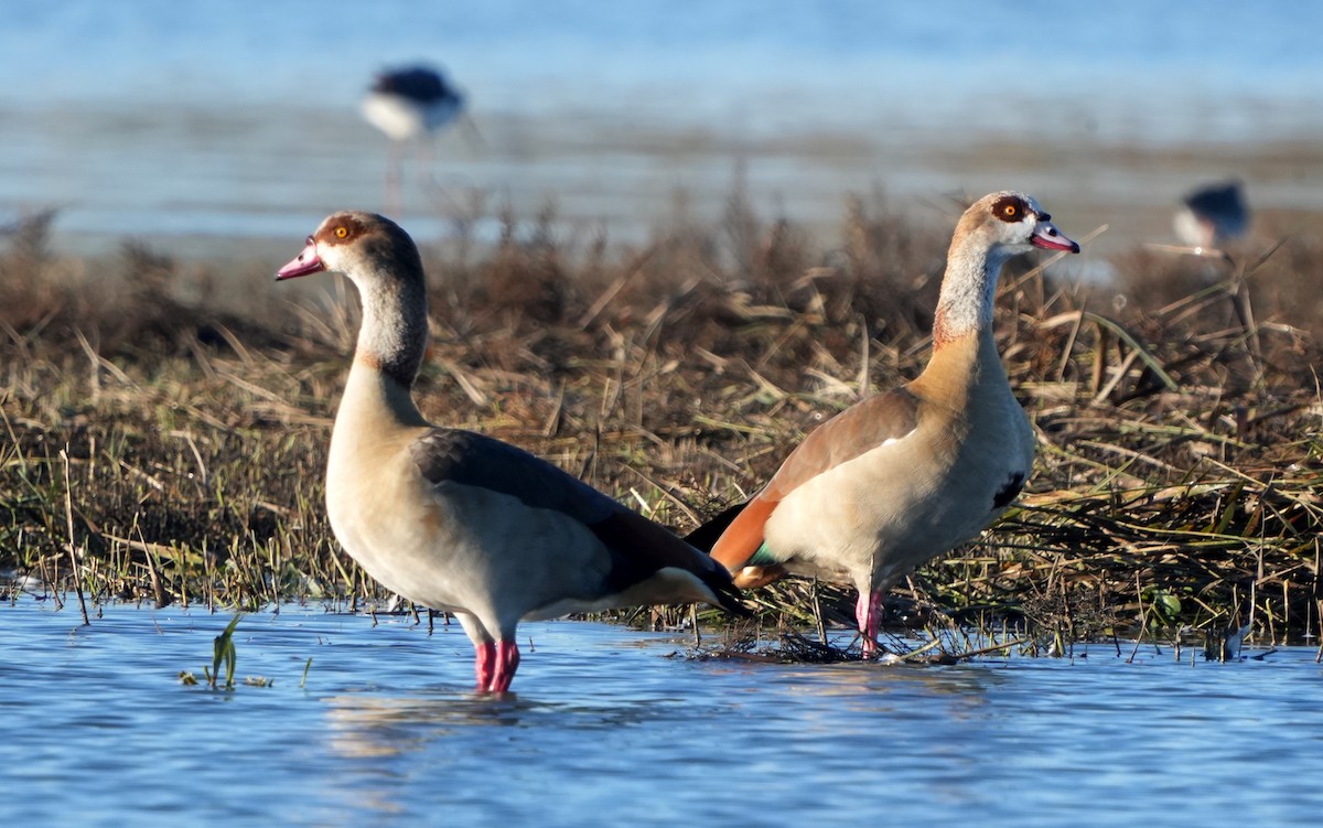Egyptian Goose - ML645950483