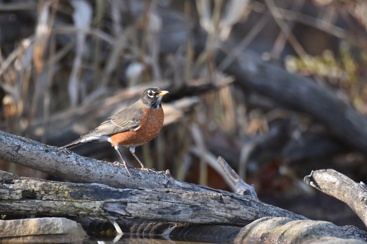 American Robin - ML645950491
