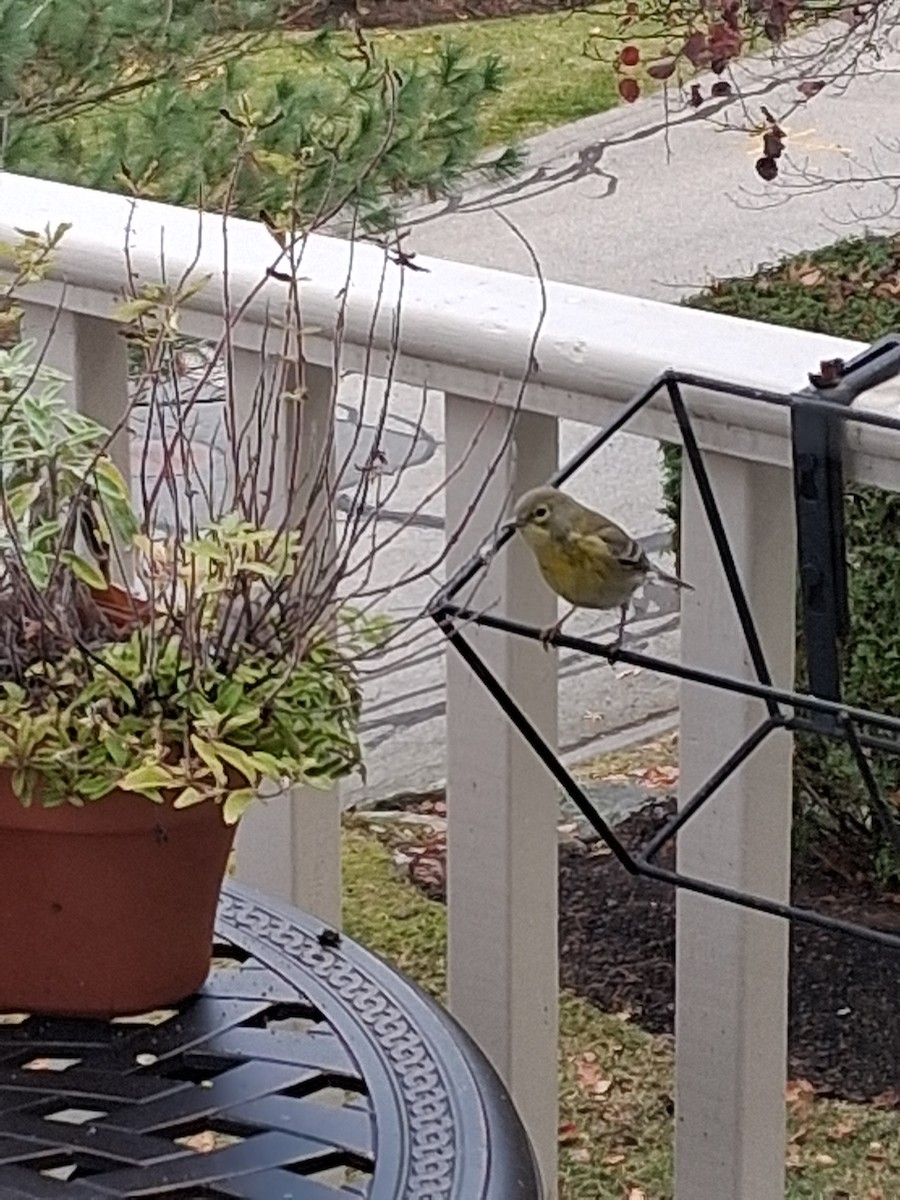 Pine Warbler - ML645950496