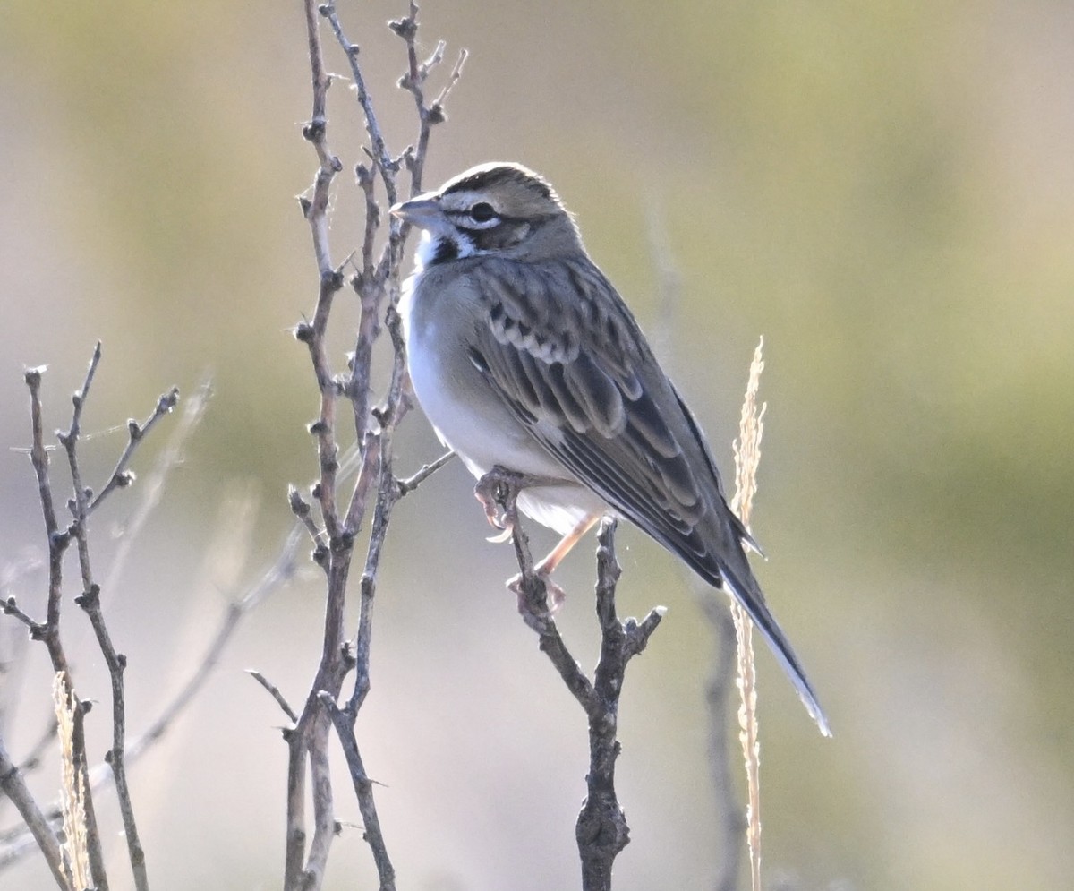Lark Sparrow - ML645950497