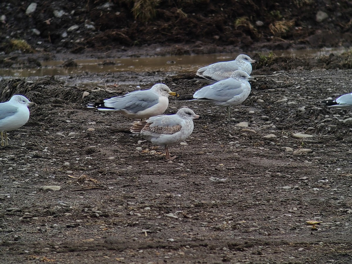 Gavina americana - ML645950498