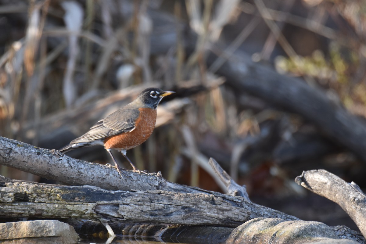 American Robin - ML645950502