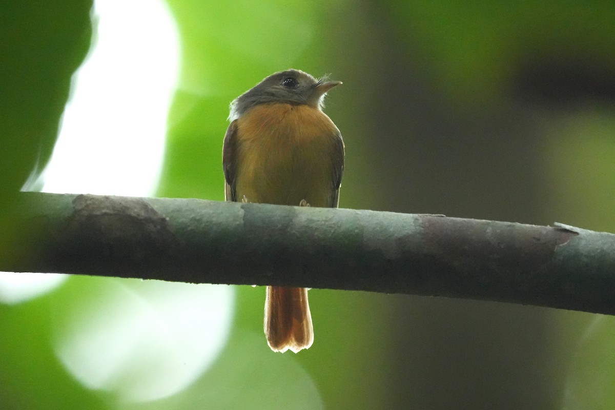 Ruddy-tailed Flycatcher - ML645950503