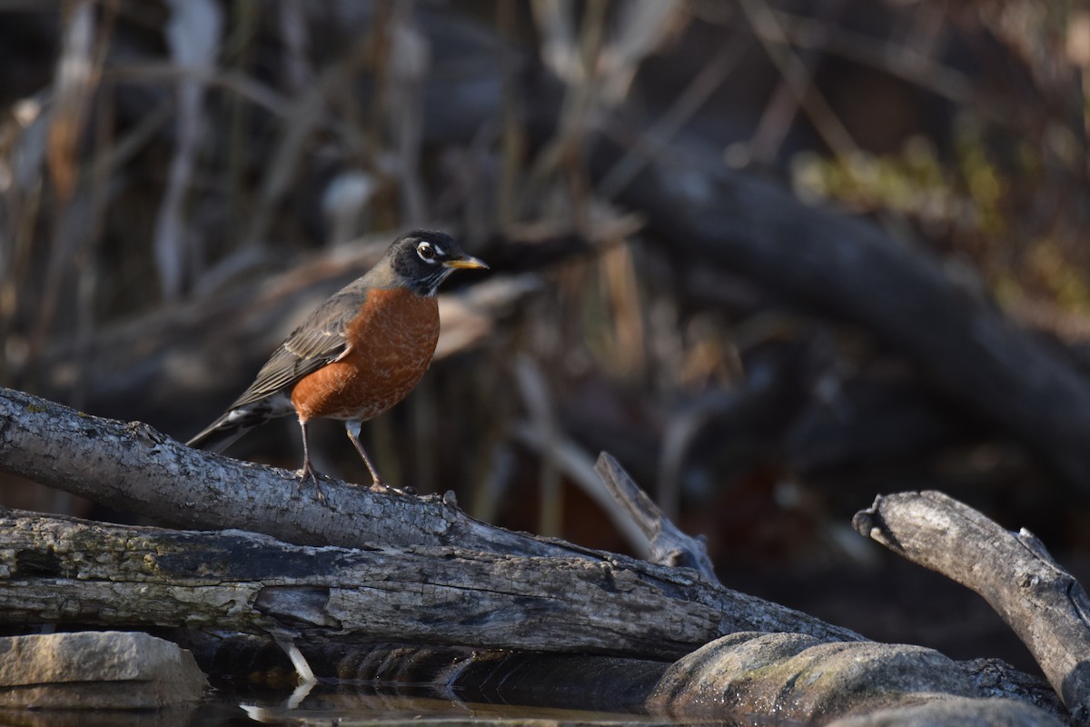 American Robin - ML645950519