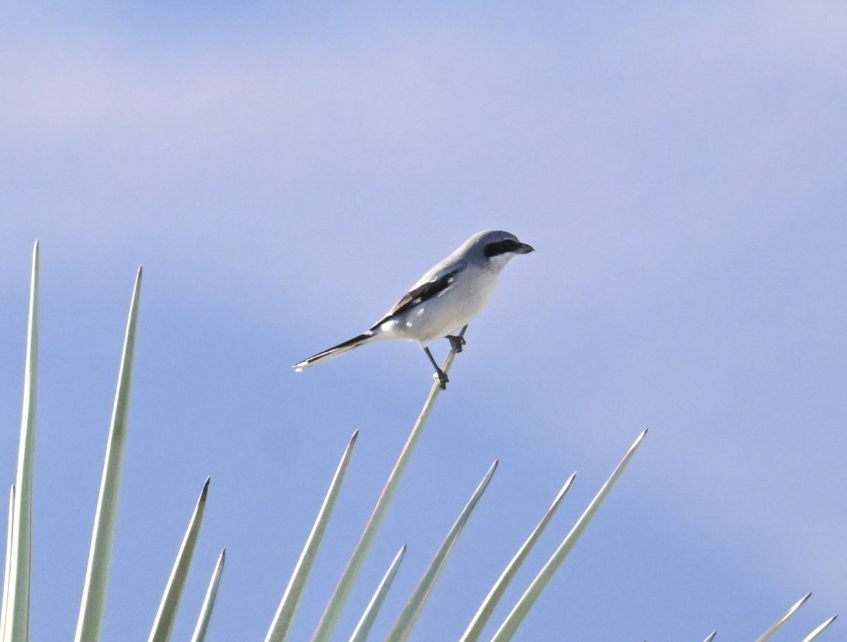 Loggerhead Shrike - ML645950520