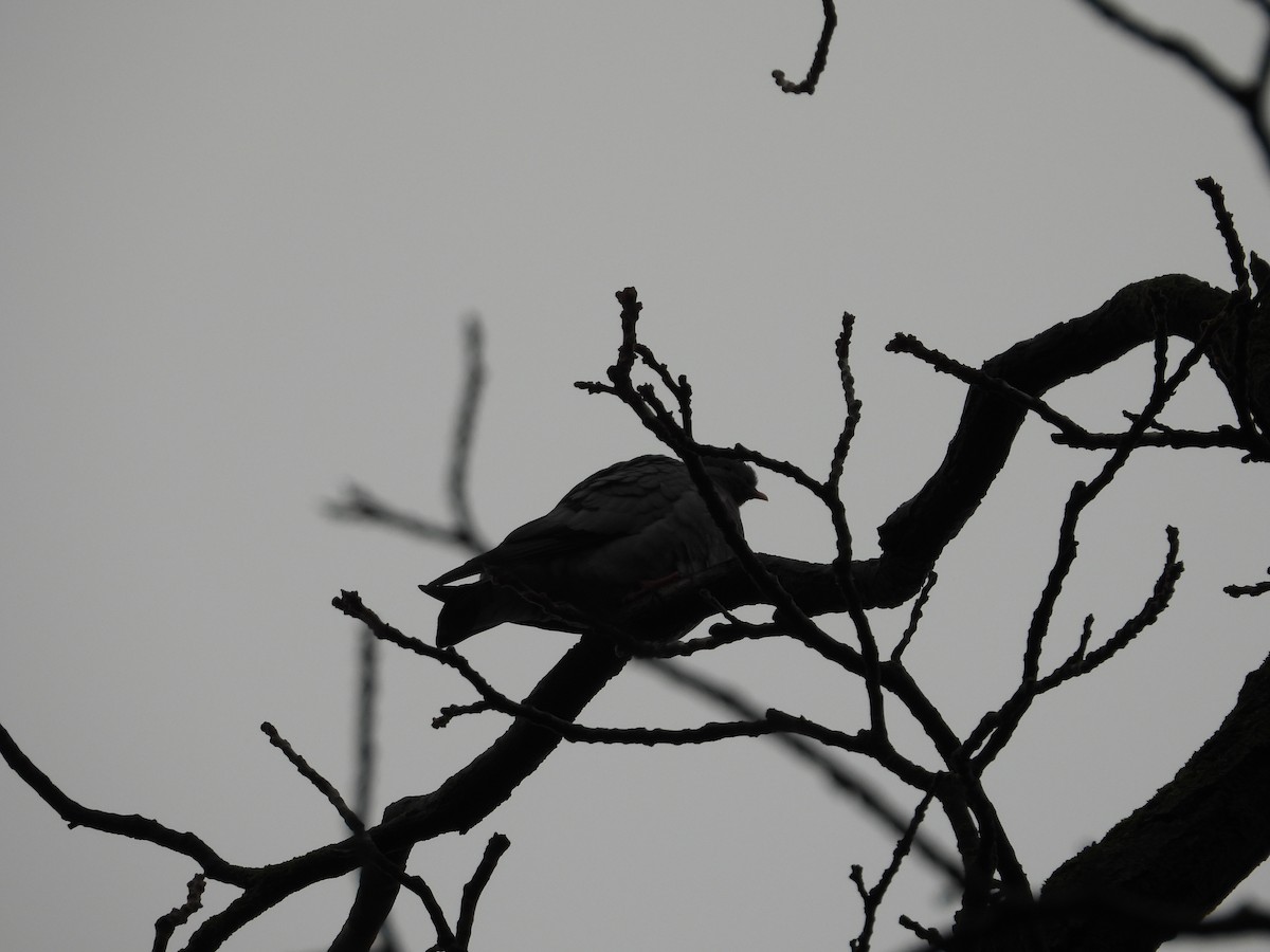 ヒメモリバト - ML645950528