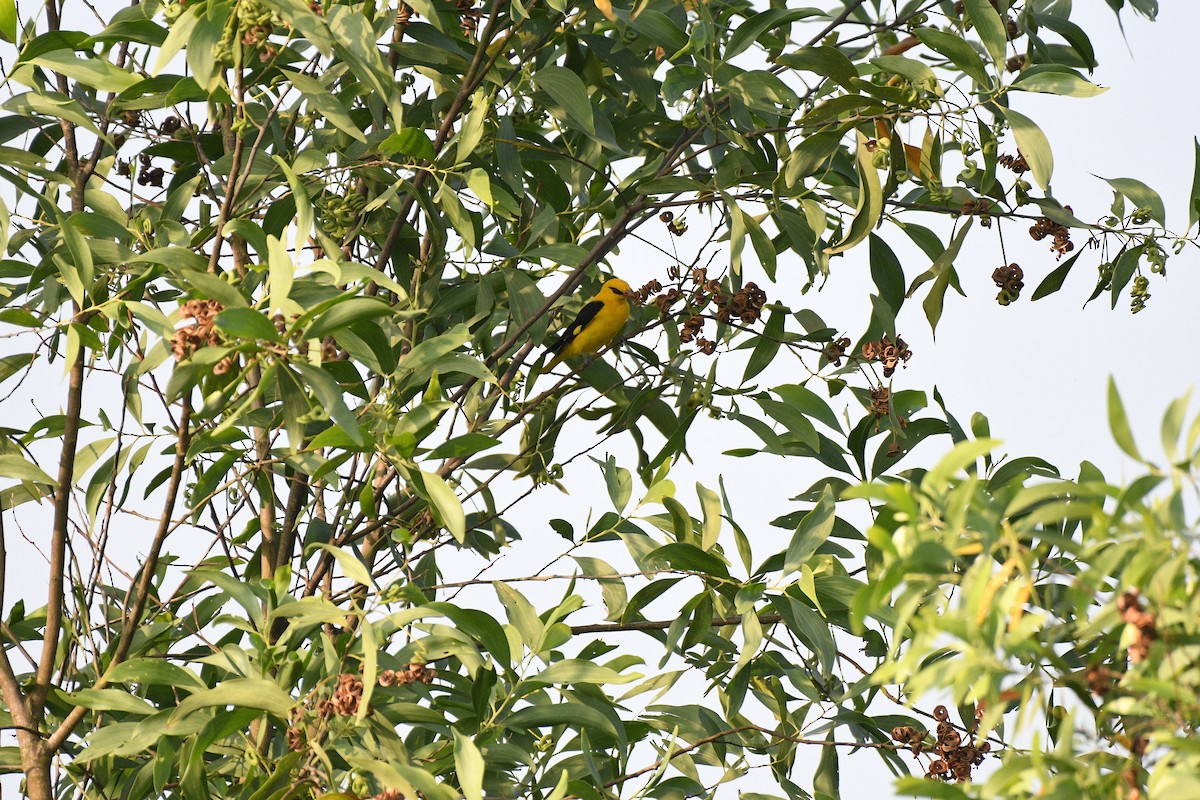 Indian Golden Oriole - ML645950532