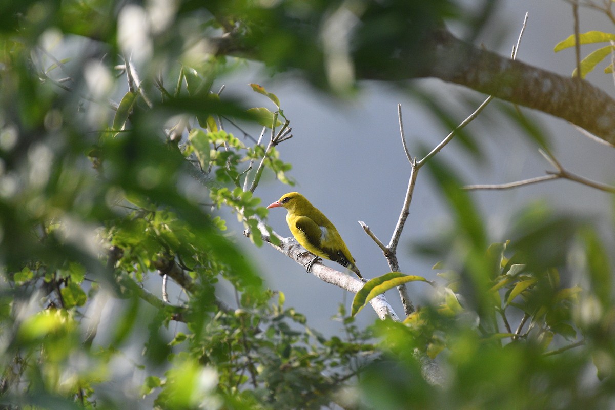 Indian Golden Oriole - ML645950533