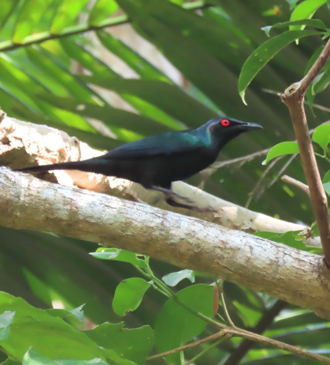 špaček lesklý - ML645950536