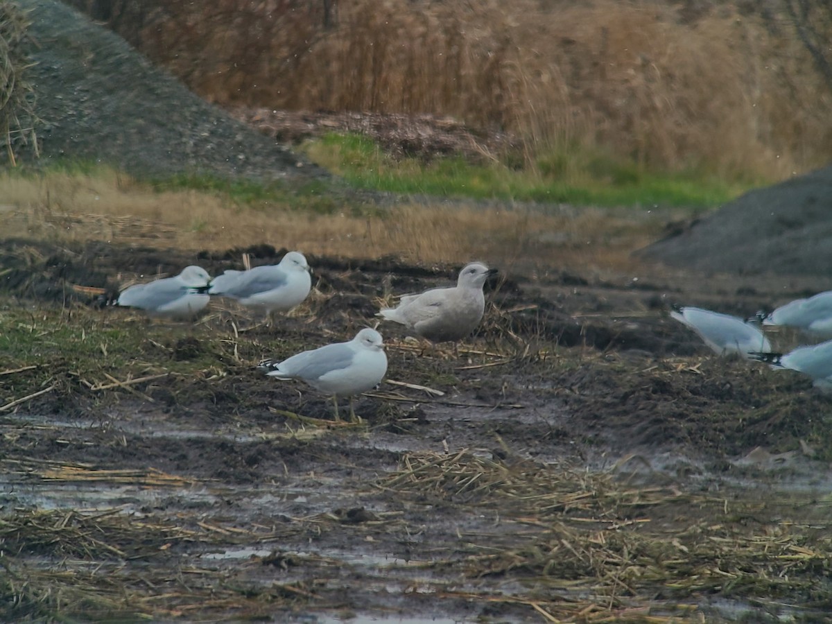 Iceland Gull (kumlieni) - ML645950543