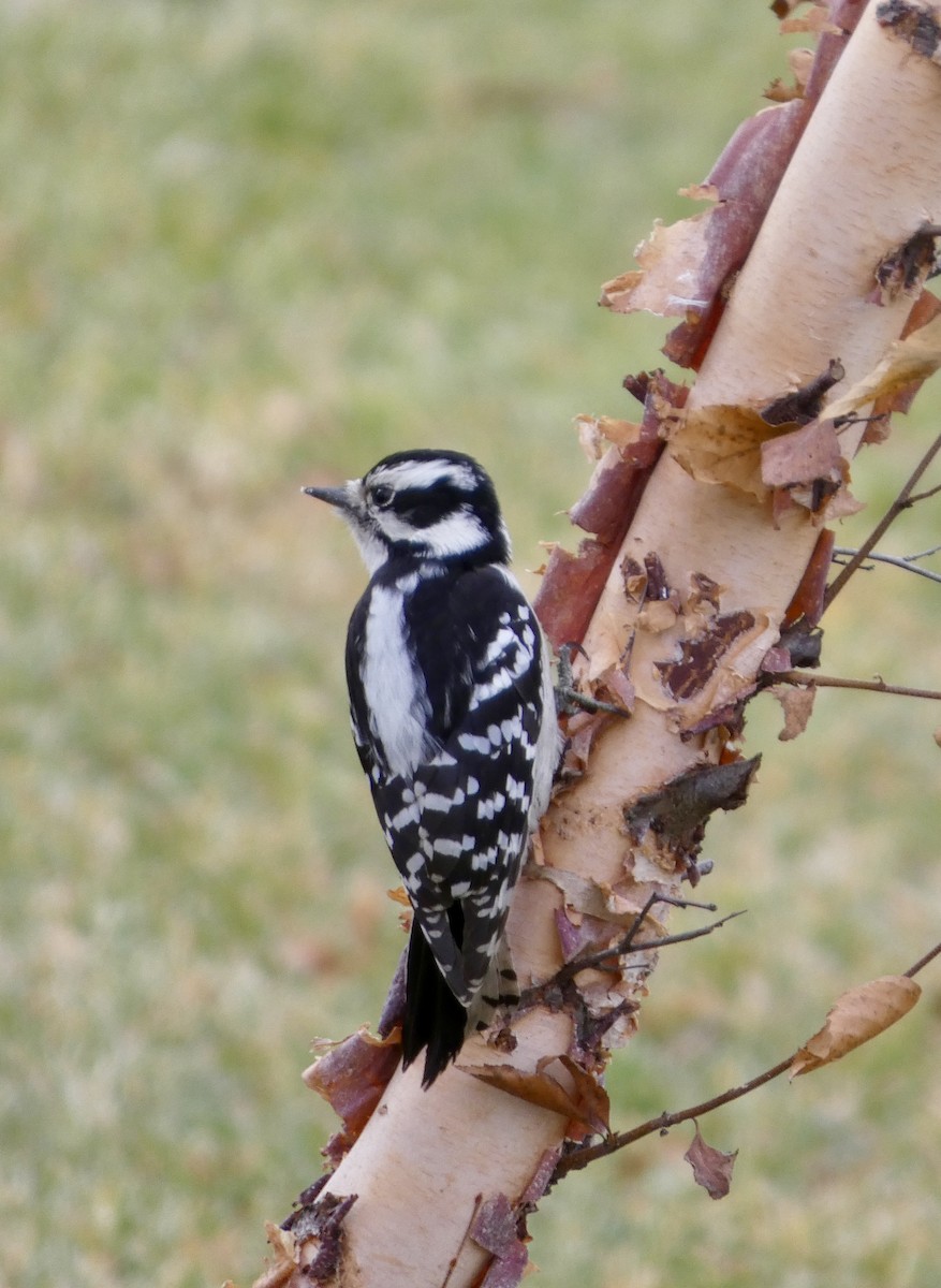 Downy Woodpecker - ML645950545
