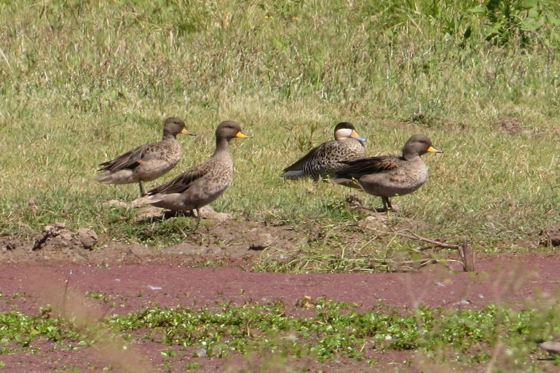 Yellow-billed Teal - ML645950548