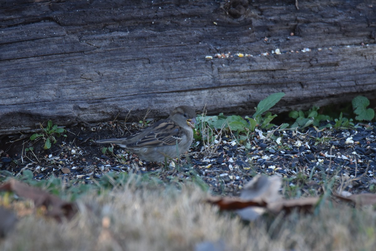 House Sparrow - ML645950550