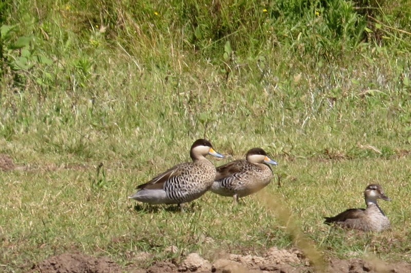 Silver Teal - ML645950554