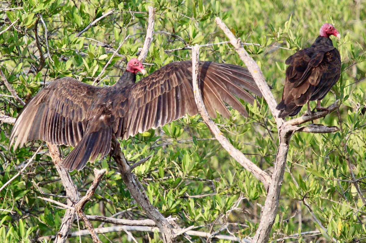 Turkey Vulture - ML645950555