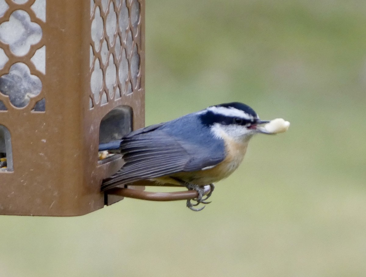 Red-breasted Nuthatch - ML645950559