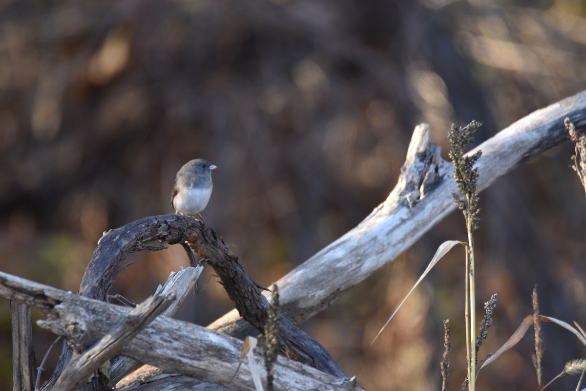 Dark-eyed Junco - ML645950566