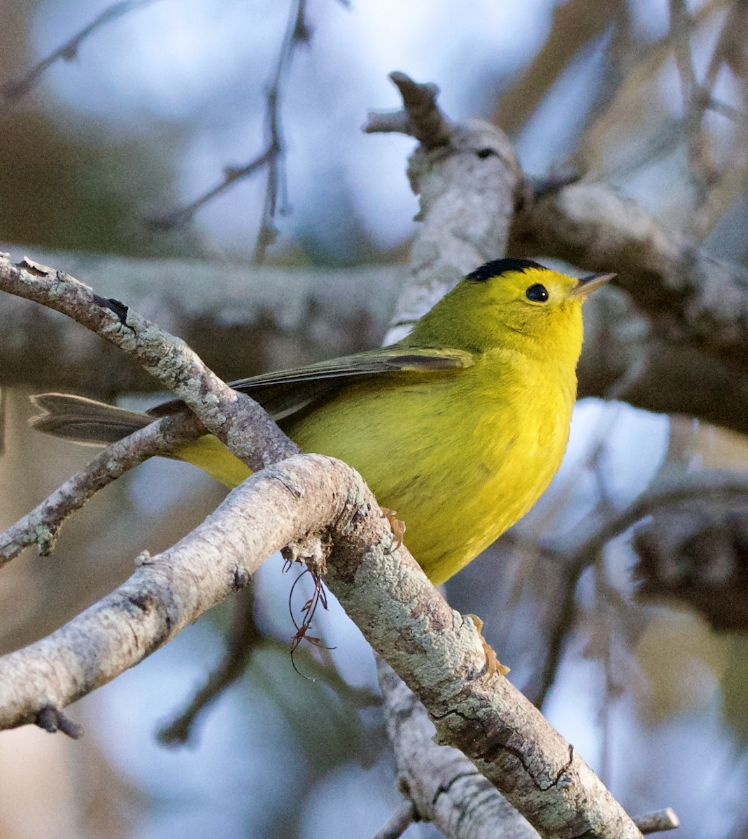 Wilson's Warbler - ML645950568