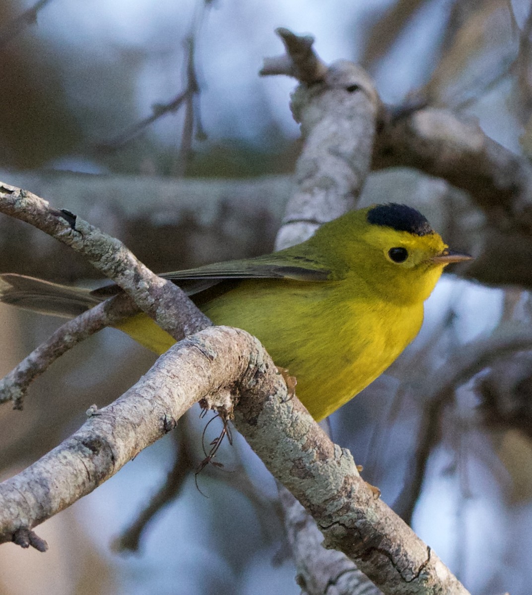 Wilson's Warbler - ML645950569