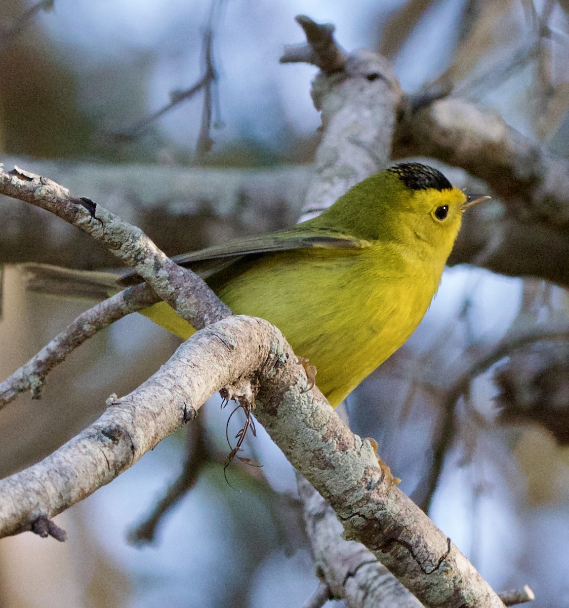 Wilson's Warbler - ML645950570