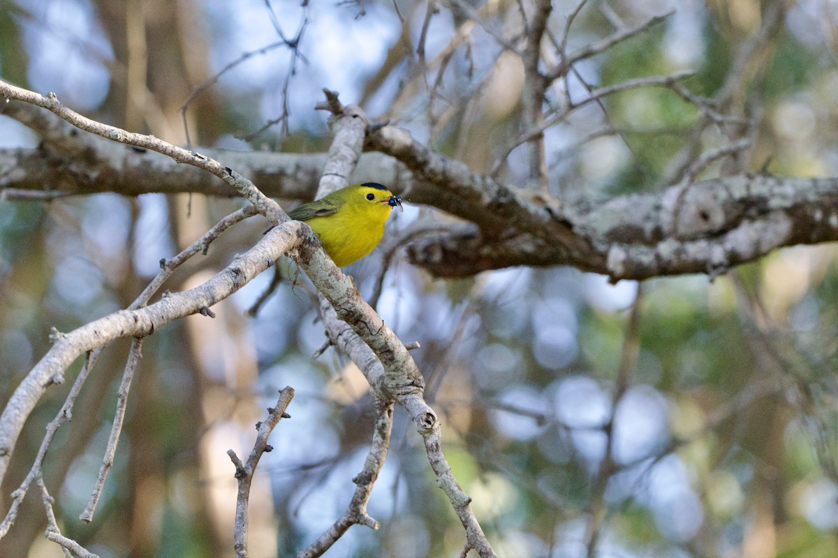 Wilson's Warbler - ML645950571