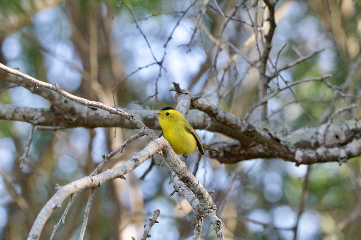 Wilson's Warbler - ML645950572