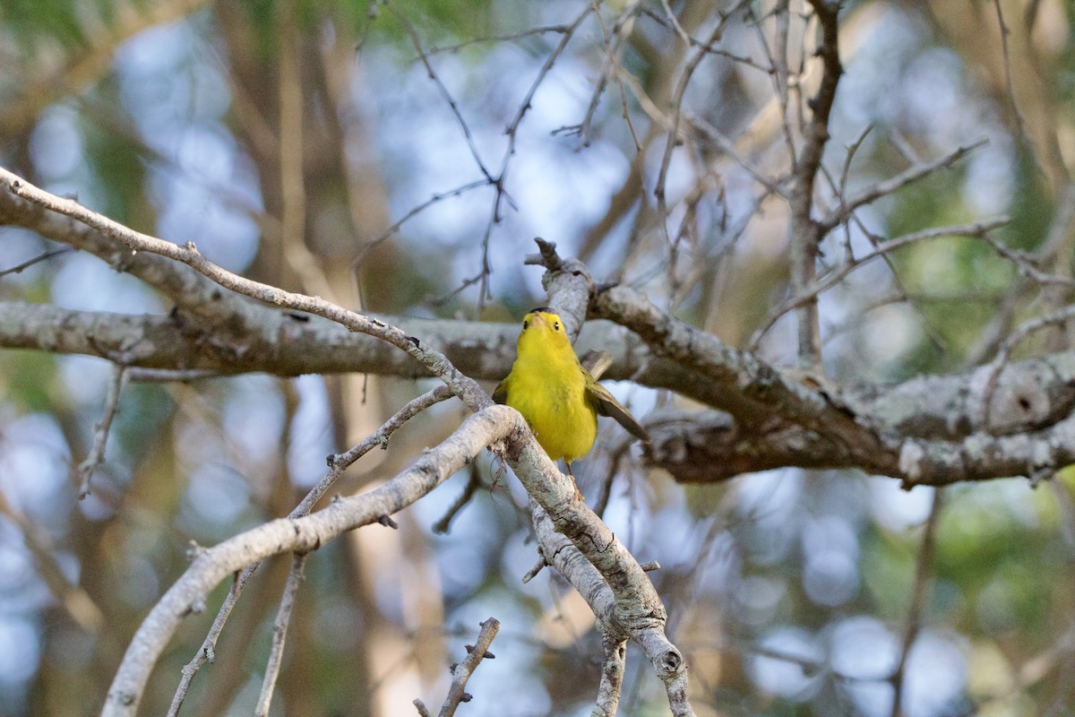 Wilson's Warbler - ML645950573