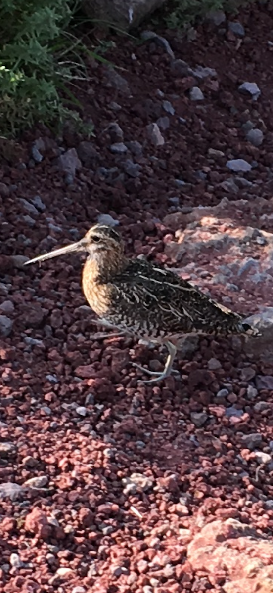 Agachadiza Común - ML645950575