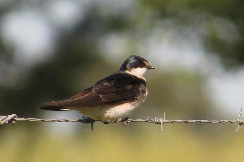 Hirondelle à diadème - ML645950579