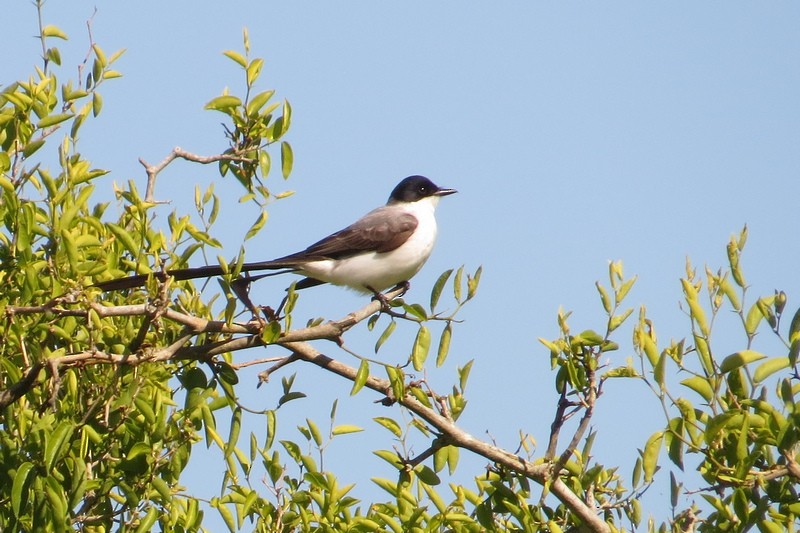 Fork-tailed Flycatcher - ML645950585