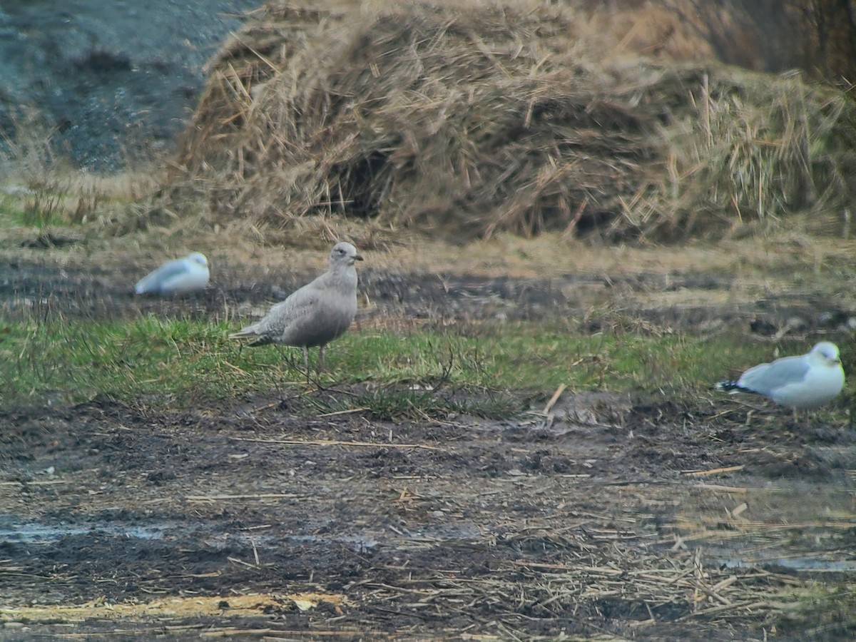 Gabbiano d'Islanda - ML645950586