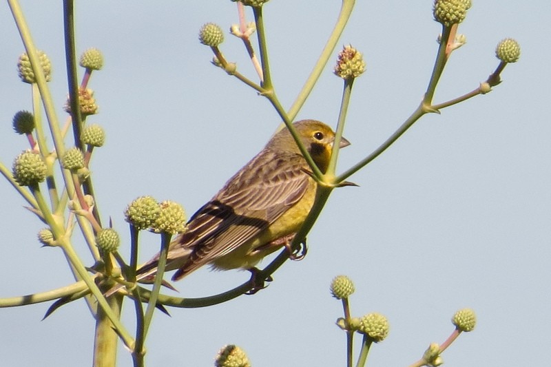 Grassland Yellow-Finch - ML645950597