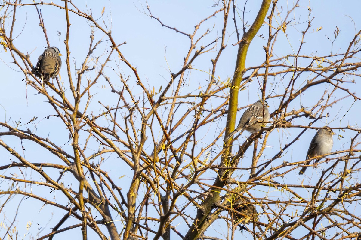 White-crowned Sparrow - ML645950598