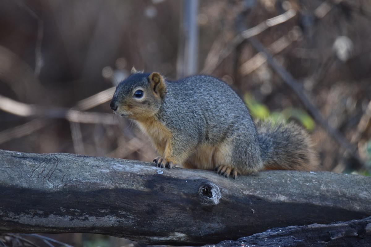 Eastern Fox Squirrel - ML645950606