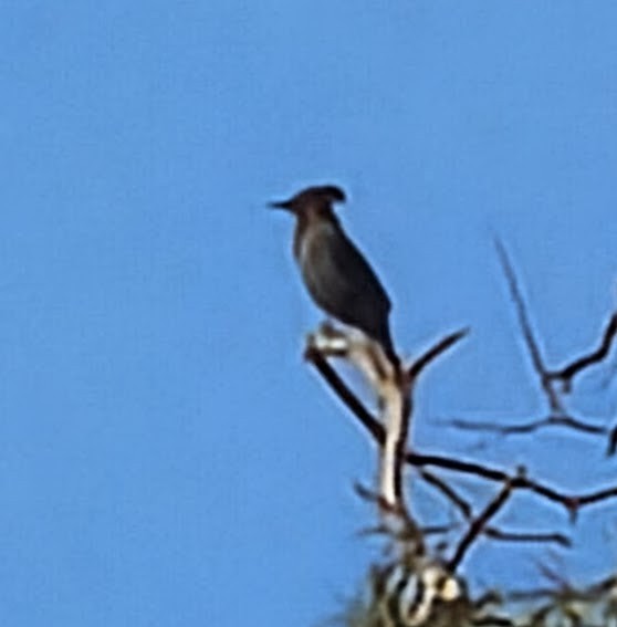 Steller's Jay - ML645950609