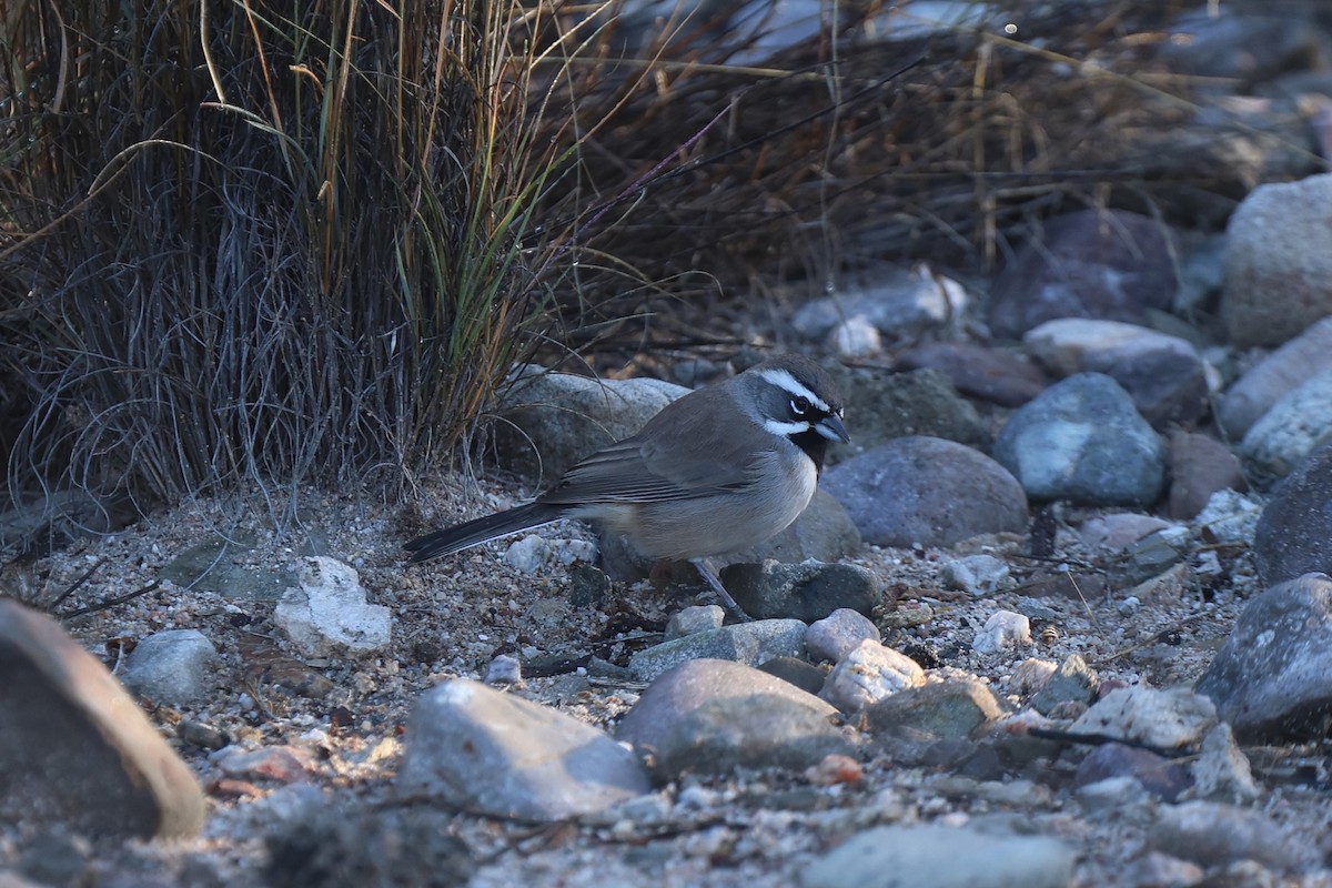 Black-throated Sparrow - ML645950628