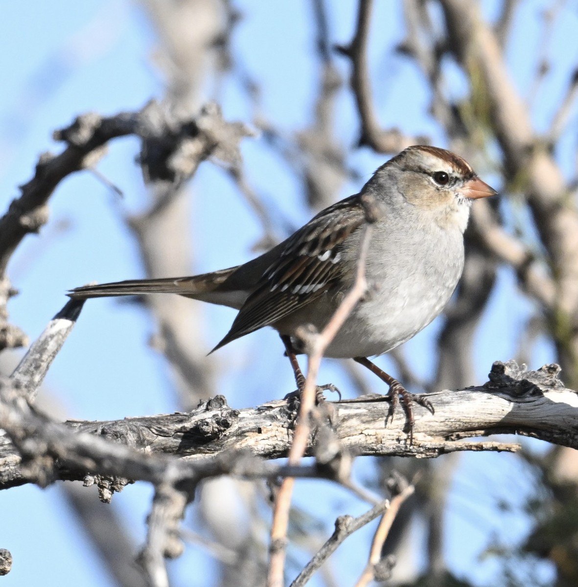 White-crowned Sparrow - ML645950637