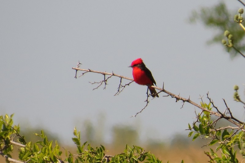 Vermilion Flycatcher - ML645950643